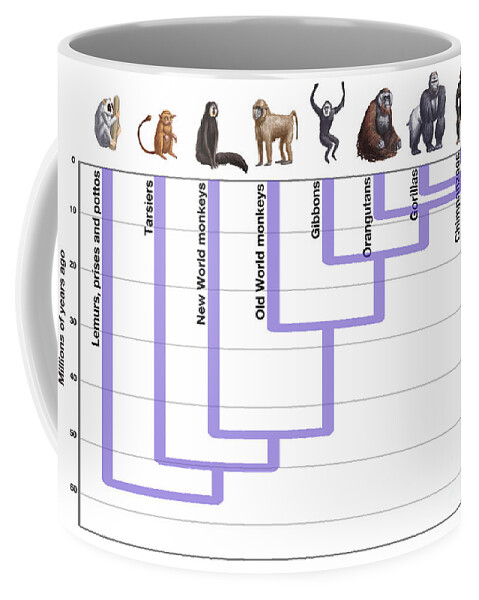 Orangutans Coffee Mug featuring the photograph Human Evolution by Spencer Sutton