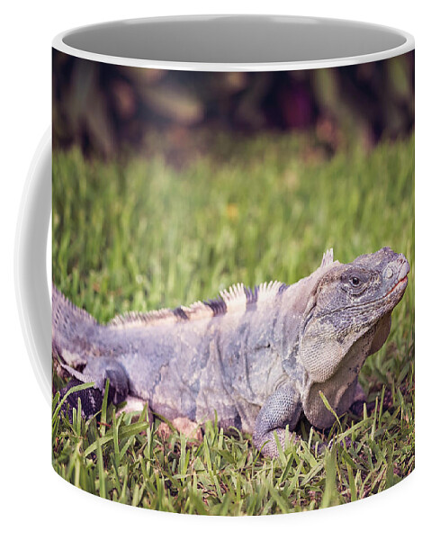 Animal Coffee Mug featuring the photograph Iguana #7 by Peter Lakomy