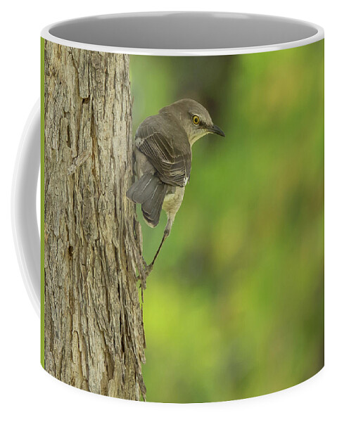 Mockingbird Coffee Mug featuring the photograph Mockingbird #8 by Tam Ryan