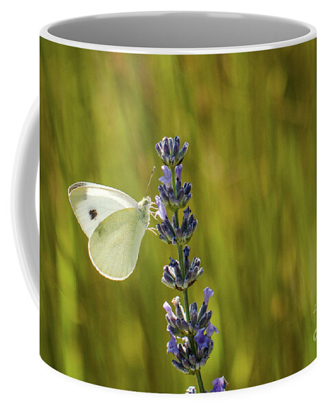 Animal Coffee Mug featuring the photograph Pieris brassicae, the large white, also called cabbage butterfly by Amanda Mohler