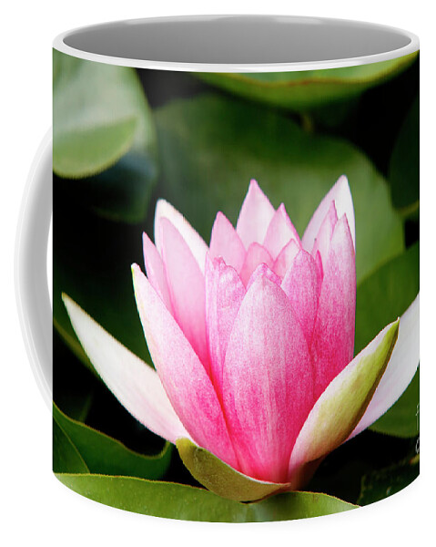 Lily Coffee Mug featuring the photograph Waterlily #7 by Michal Boubin