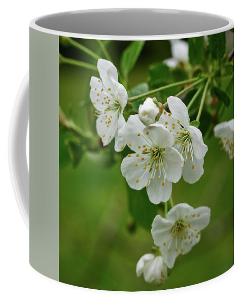 Finland Coffee Mug featuring the photograph Cherry flowers #8 by Jouko Lehto