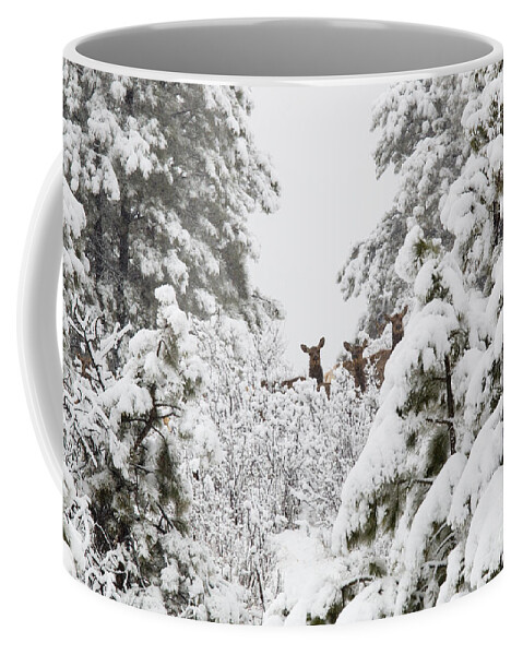 Elk Coffee Mug featuring the photograph Elk in Deep Snow in the Pike National Forest #8 by Steven Krull