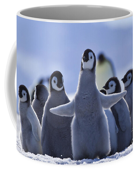 Emperor Penguin Coffee Mug featuring the photograph Emperor Penguin Chicks #8 by Jean-Louis Klein & Marie-Luce Hubert