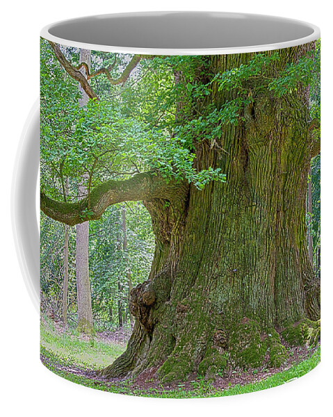 Oak Coffee Mug featuring the photograph 800 Years Old Oak Tree by Heiko Koehrer-Wagner