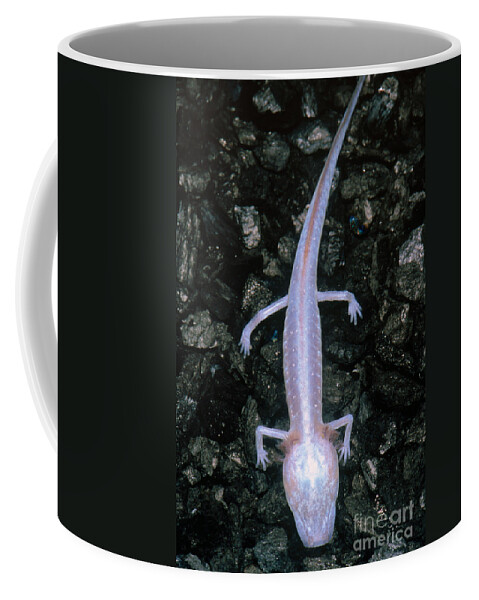 Fauna Coffee Mug featuring the photograph Austin Blind Salamander #9 by Dante Fenolio