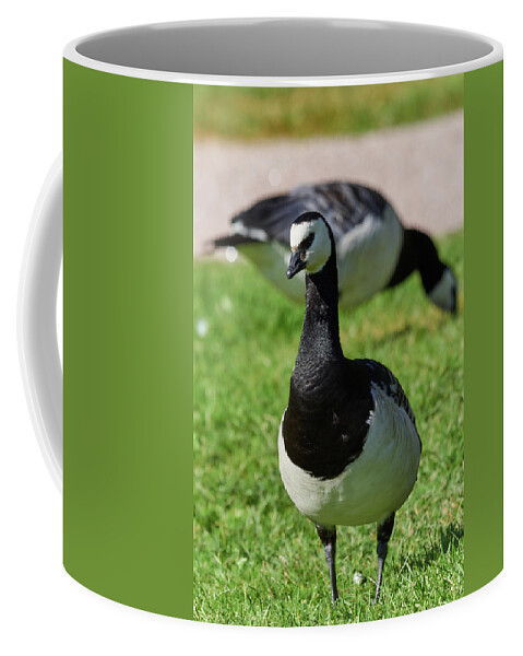Barnacle Goose Coffee Mug featuring the photograph Barnacle goose #9 by Jouko Lehto
