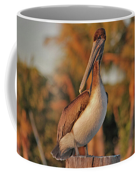  Pelican Coffee Mug featuring the photograph 9- Brown Pelican by Joseph Keane