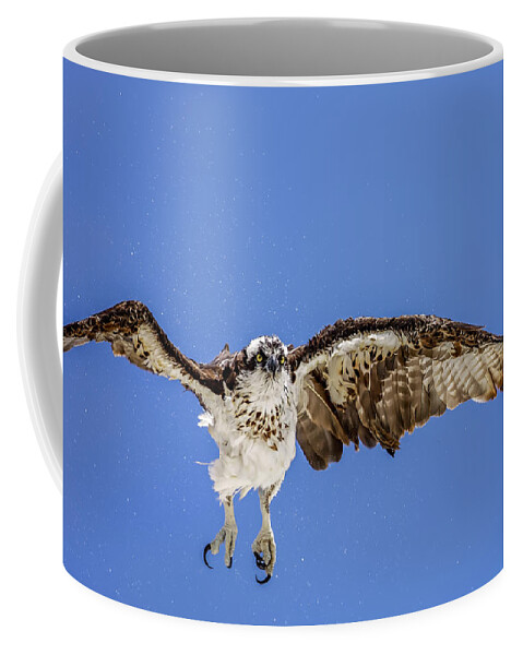 Naples Coffee Mug featuring the photograph Osprey by Peter Lakomy