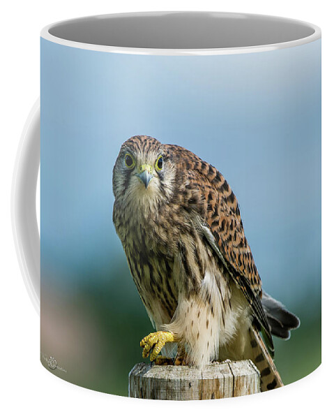 Kestrel Coffee Mug featuring the photograph A beautiful young kestrel looking behind you by Torbjorn Swenelius