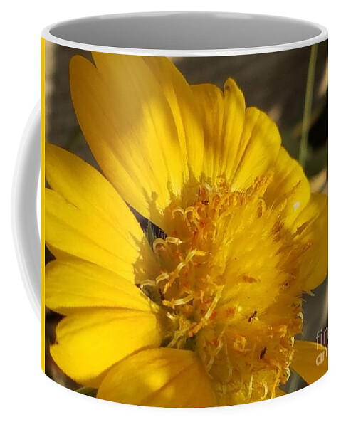 A Bit Of Sunshine Coffee Mug featuring the photograph A Bit of Sunshine by Maria Urso