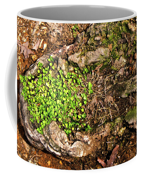 Stump Coffee Mug featuring the photograph A Bowl of Greens by George Taylor