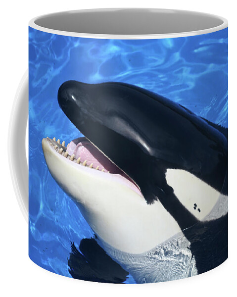 https://render.fineartamerica.com/images/rendered/default/frontright/mug/images/artworkimages/medium/1/a-close-up-of-a-killer-whales-mouth-derrick-neill.jpg?&targetx=150&targety=0&imagewidth=499&imageheight=333&modelwidth=800&modelheight=333&backgroundcolor=0C1726&orientation=0&producttype=coffeemug-11