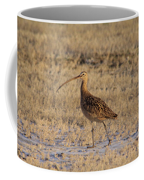 Bird Coffee Mug featuring the photograph A Curlew taking a walk by Jeff Swan
