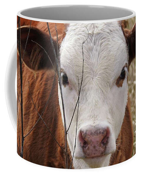 Cow Coffee Mug featuring the photograph A face you can Love - Cow Art #609 by Ella Kaye Dickey