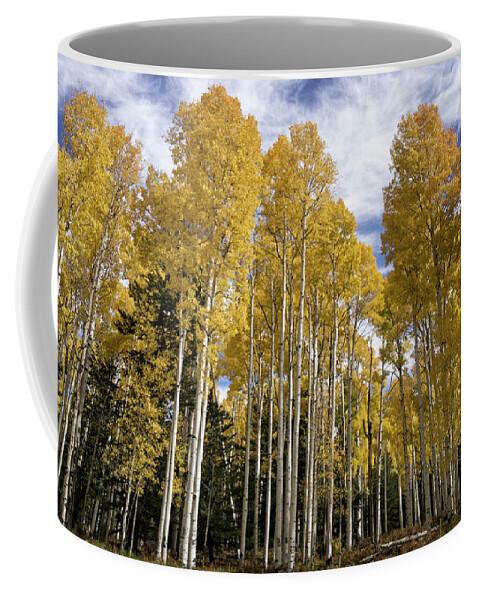 Autumn Coffee Mug featuring the photograph A Golden Forest of Aspens by Saija Lehtonen