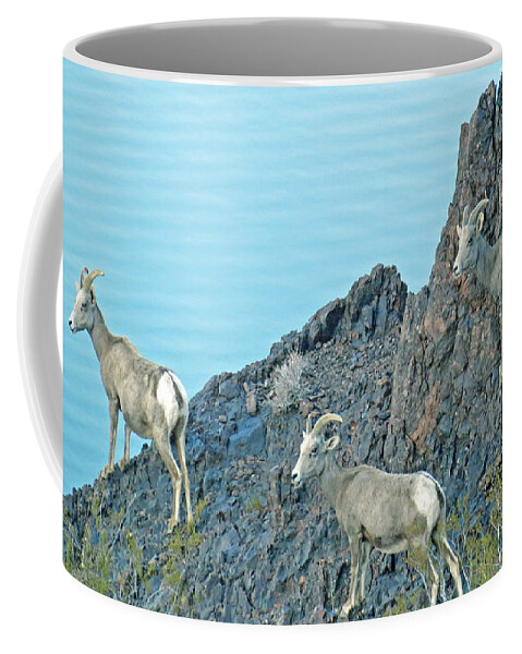 Sheep Coffee Mug featuring the photograph A Group Of Desert Bighorn Sheep by Kay Novy