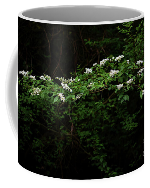 Nature Coffee Mug featuring the photograph A Light In The Darkness by Skip Willits
