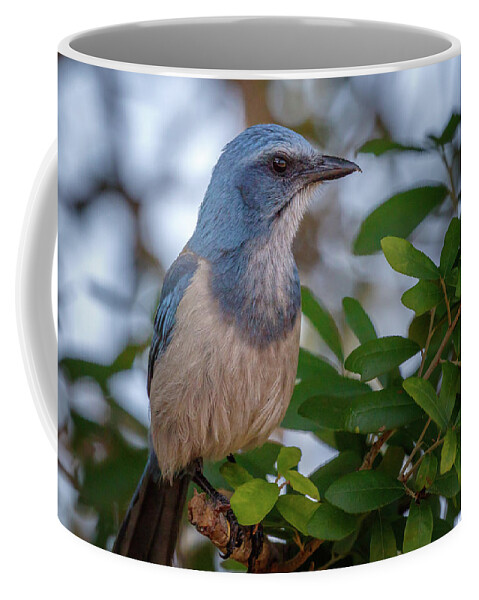 Scrubby Coffee Mug featuring the photograph A Little blue with the green by Les Greenwood