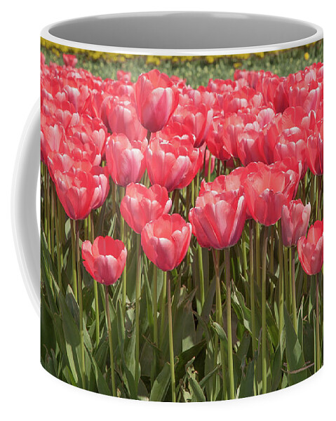 Tulip Coffee Mug featuring the photograph A lot of red tulips by Tim Abeln