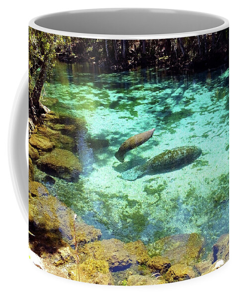 Three Sisters Springs Coffee Mug featuring the photograph A Manatee Calf and Cow by Judy Wanamaker