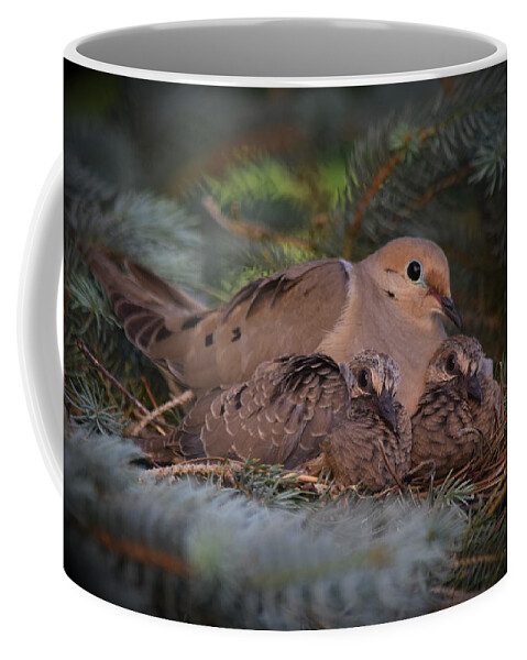 Doves Coffee Mug featuring the photograph A Mother's Love by Gary Smith