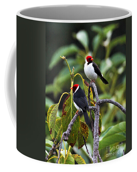A Pair Of Redheads Coffee Mug featuring the photograph A Pair of Redheads by Jennifer Robin