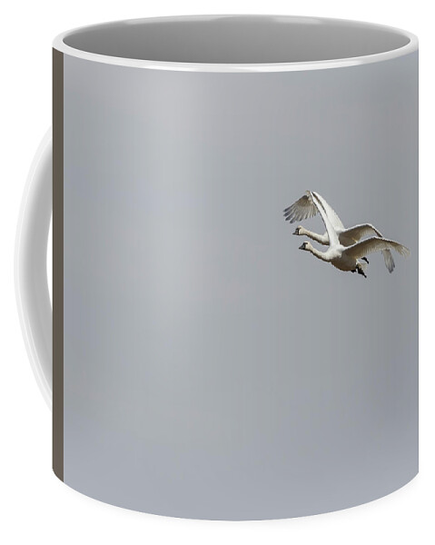 Tundra Swans (cygnus Columbianus) Coffee Mug featuring the photograph A Pair of Swans 2017-1 by Thomas Young