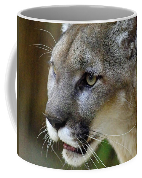 A Puma By Any Other Name Coffee Mug featuring the photograph A Puma By Any Other Name -- Mountain Lion at Living Desert Zoo and Gardens, Palm Desert, California by Darin Volpe