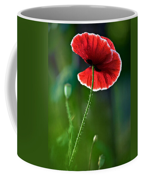 Poppy Coffee Mug featuring the photograph A Red and White Poppy Flower by Rachel Morrison