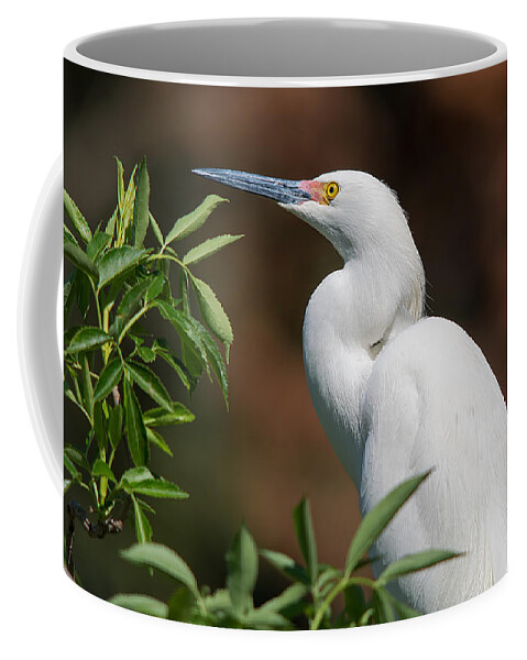 Wildlife Coffee Mug featuring the photograph A Resting Snowy Egret by Kenneth Albin