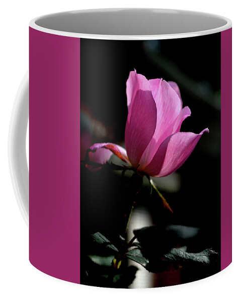 Rose Coffee Mug featuring the photograph A Rose is a Rose by Karen Harrison Brown