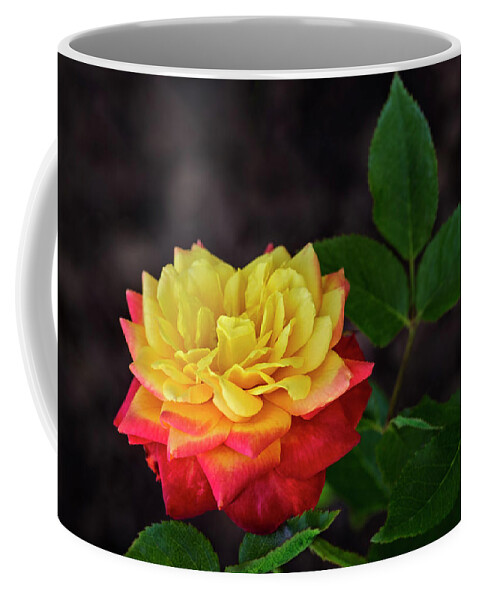 Flower Coffee Mug featuring the photograph A Rose by Michael McKenney