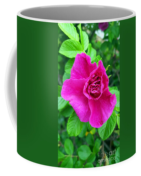 Indiana Coffee Mug featuring the photograph A Shy Rose Awakens by Alys Caviness-Gober