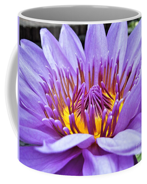 Water Lily Coffee Mug featuring the photograph A Sliken Purple Water Lily by Chad and Stacey Hall