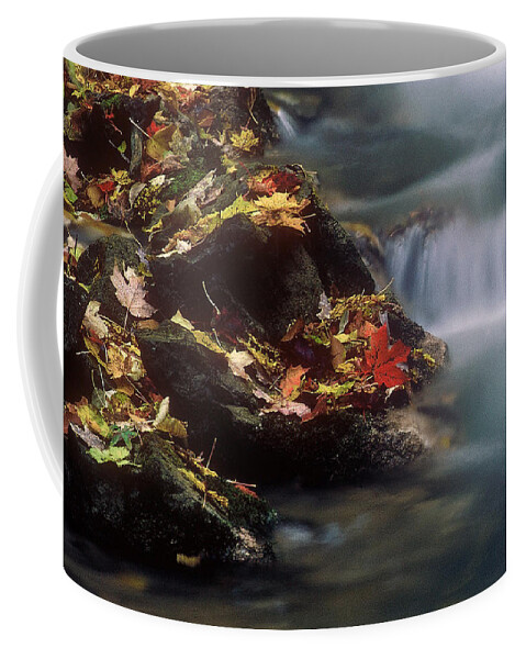 River Coffee Mug featuring the photograph A Special Place by DArcy Evans