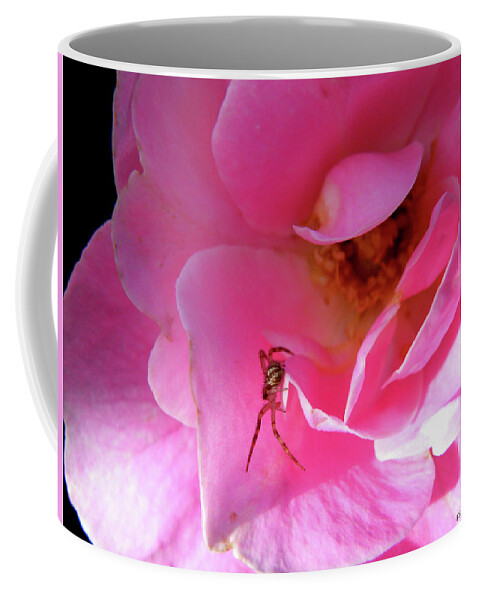 Spider Coffee Mug featuring the photograph A Spider and a Rose by Kimmary MacLean