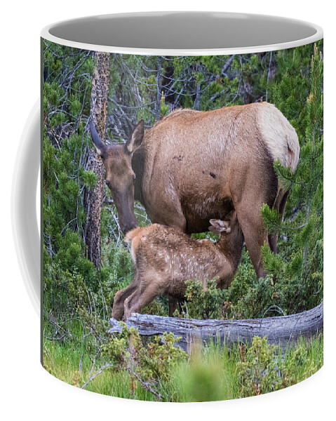 Elk Calf Coffee Mug featuring the photograph A Sweet Moment In Time by Mindy Musick King