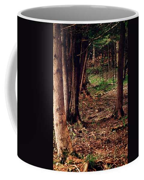 Forest Print Coffee Mug featuring the photograph A Walk in the Forest by Gwen Gibson