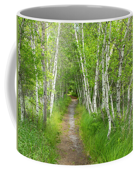 Acadia National Park Coffee Mug featuring the photograph A Walk in the Woods by Holly Ross