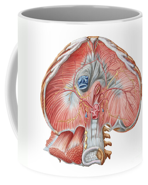 Biomedical Illustrations Coffee Mug featuring the digital art Abdominal Surface Of Diaphragm by Stocktrek Images