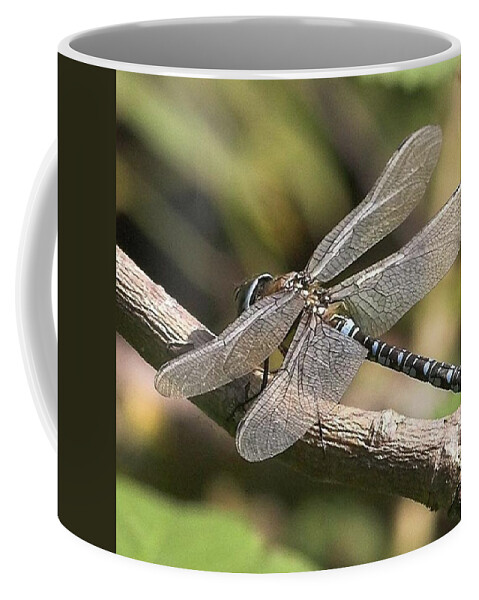Dragonfly Coffee Mug featuring the photograph Aeshna Juncea - Common Hawker
taken At by John Edwards