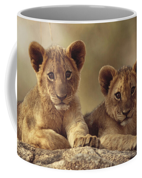 00171961 Coffee Mug featuring the photograph African Lion Cubs Resting On A Rock by Tim Fitzharris
