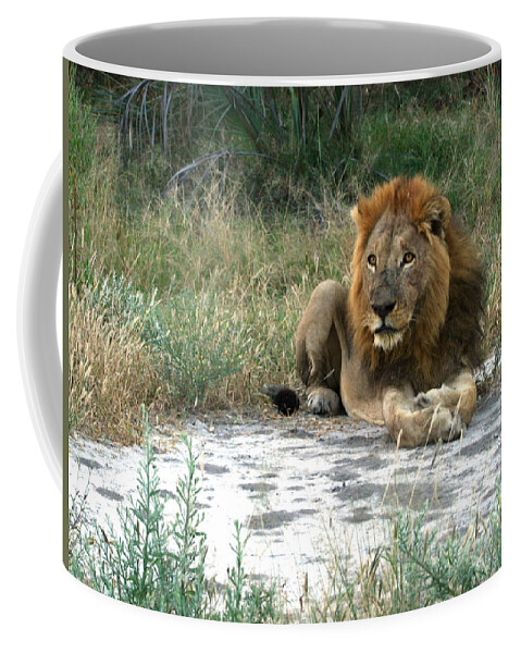 Karen Zuk Rosenblatt Art And Photography Coffee Mug featuring the photograph African Lion by Karen Zuk Rosenblatt