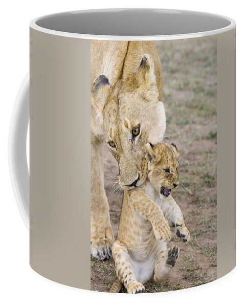 00761319 Coffee Mug featuring the photograph African Lion Mother Picking Up Cub by Suzi Eszterhas
