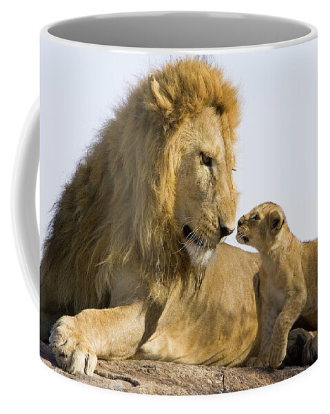 Mp Coffee Mug featuring the photograph African Lion Panthera Leo Seven by Suzi Eszterhas