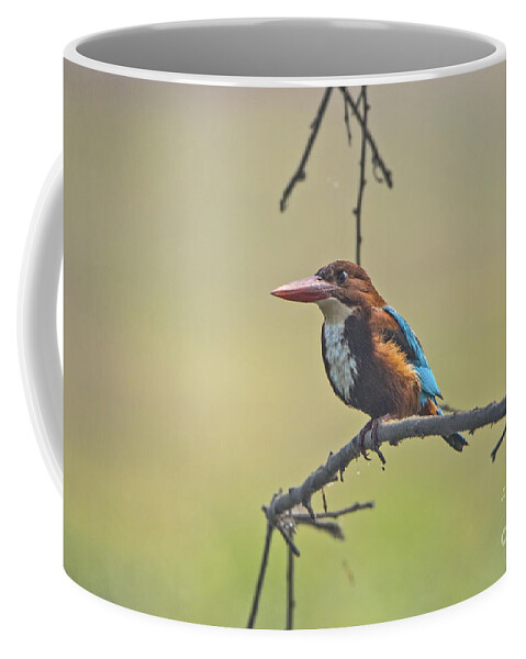 Bird Coffee Mug featuring the photograph After a dive by Pravine Chester