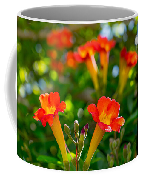 Flowers Coffee Mug featuring the photograph Afternoon Flowers by Derek Dean