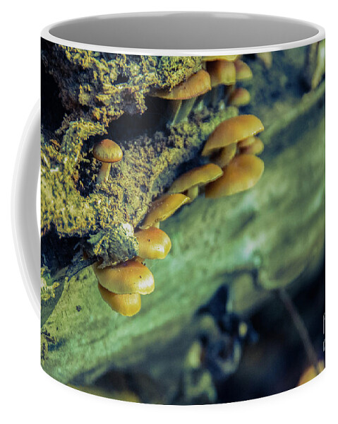 Botanical Coffee Mug featuring the photograph Aged Mushroom Botanical / Nature Photograph by PIPA Fine Art - Simply Solid