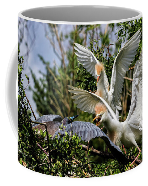 Egrets Coffee Mug featuring the photograph Aggression Between Cattle Egrets and Tricolored Heron by DB Hayes